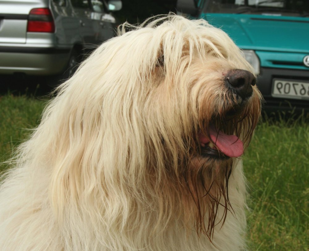 South Russian Ovcharka Dog Breed Image 19