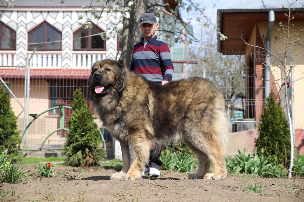 South Russian Ovcharka Dog Breed Image 6