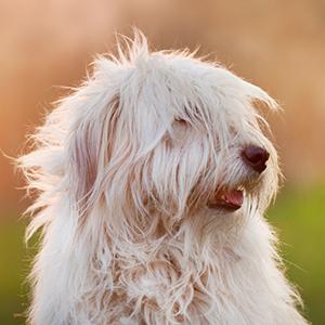 South Russian Ovcharka Dog Breed Image 7