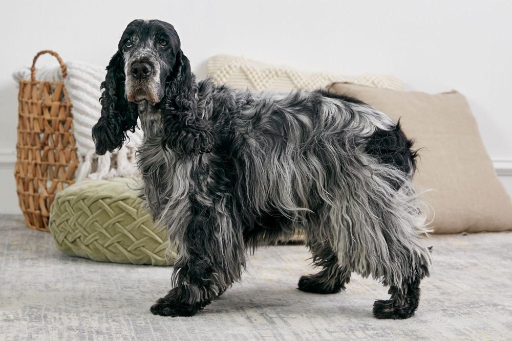 Spaniels - Common traits and Pet Suitability Image 11