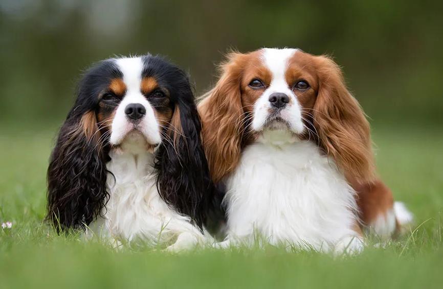 Spaniels - Common traits and Pet Suitability Image 15