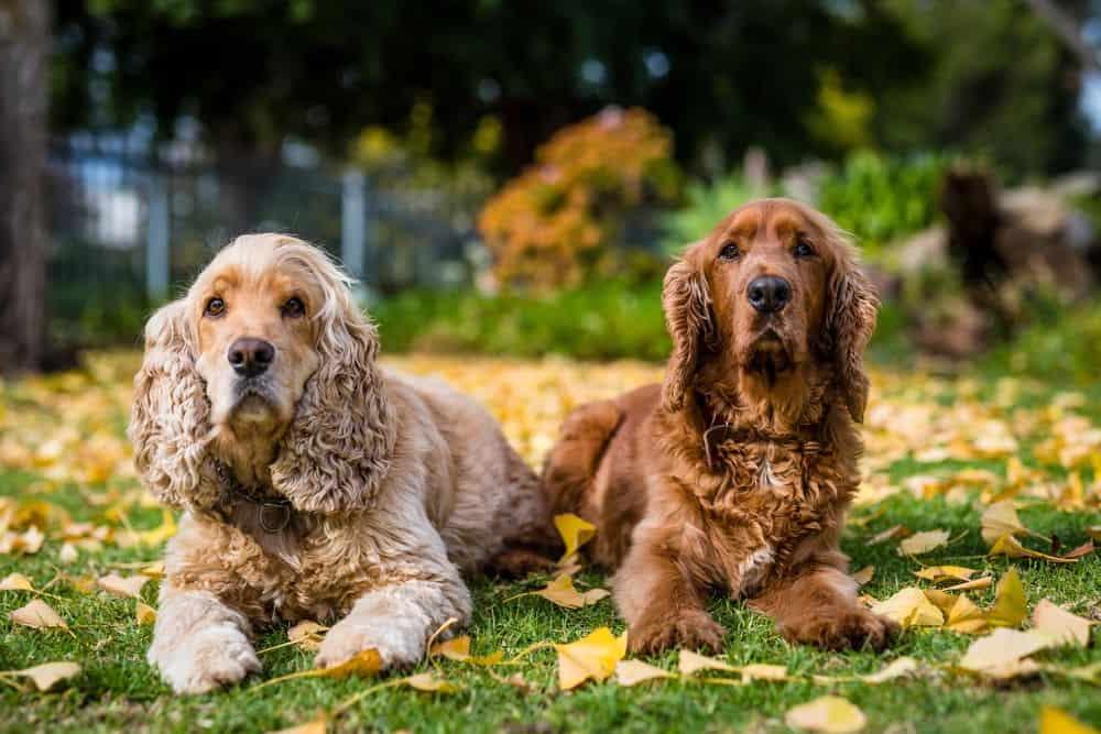 Spaniels - Common traits and Pet Suitability Image 16