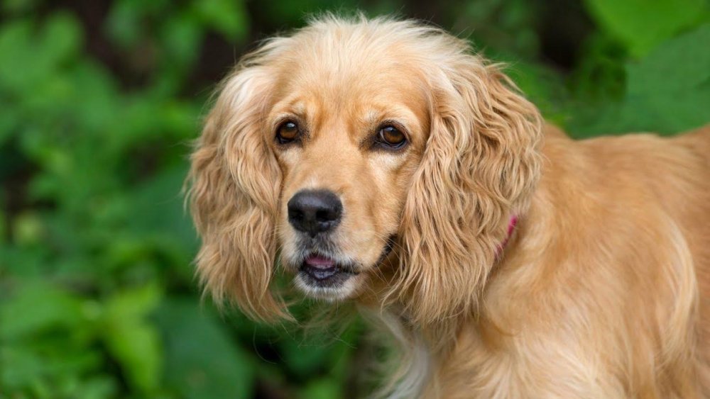 Spaniels - Common traits and Pet Suitability Image 17