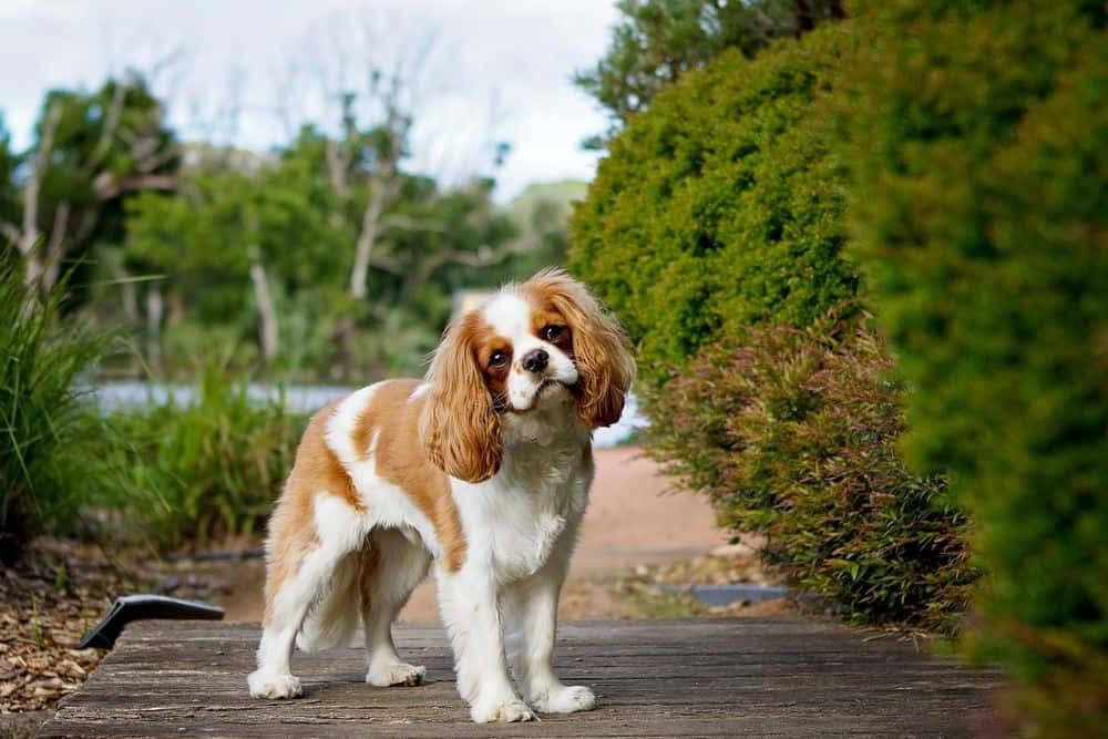 Spaniels - Common traits and Pet Suitability Image 5