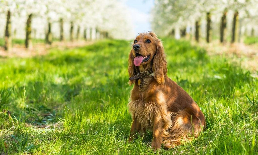 Spaniels - Common traits and Pet Suitability Image 9