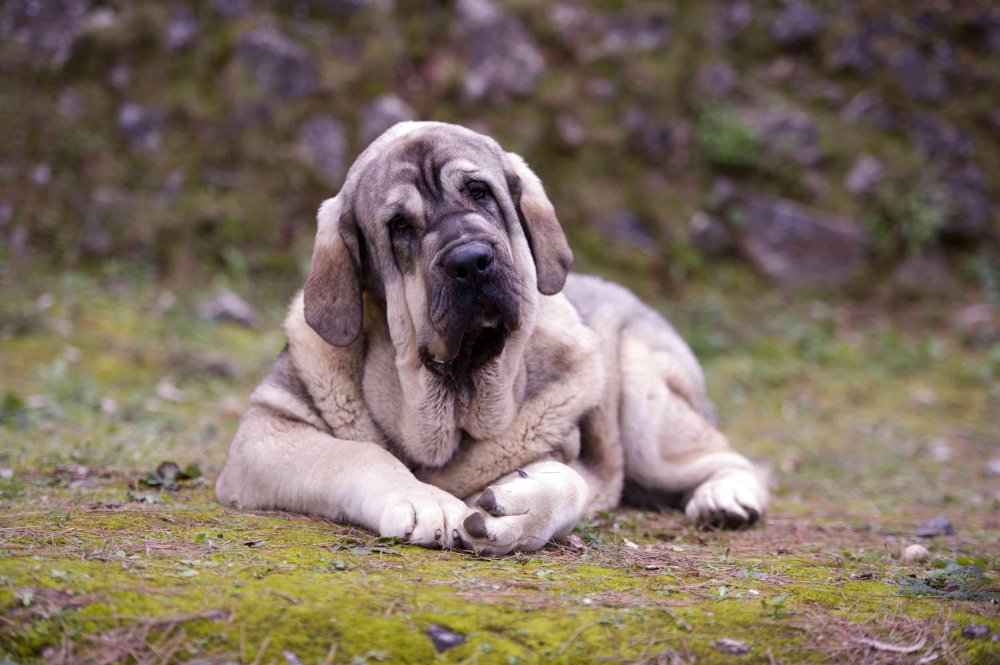 Spanish Mastiff Dog Breed Image 1