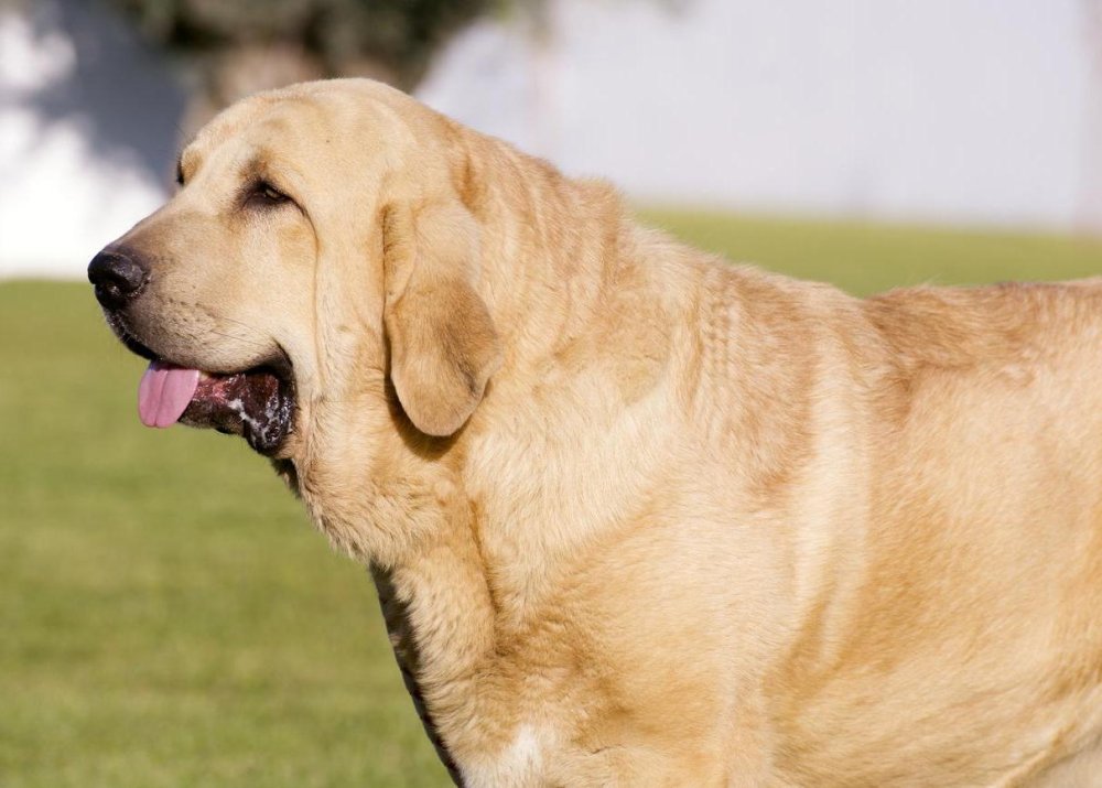 Spanish Mastiff Dog Breed Image 15