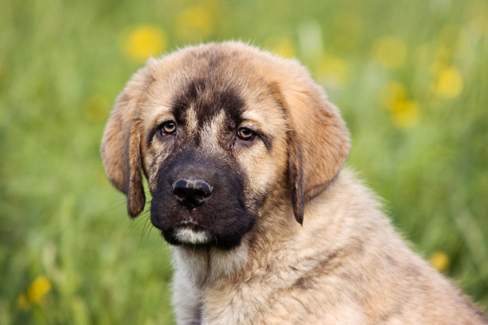 Spanish Mastiff Dog Breed Image 17