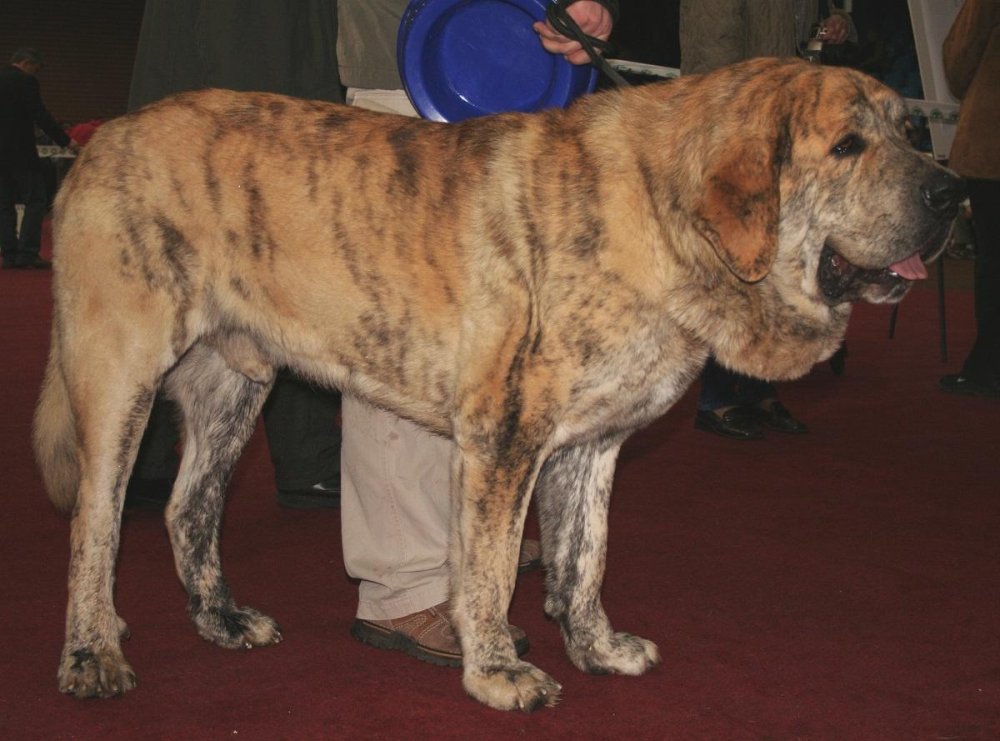 Spanish Mastiff Dog Breed Image 18