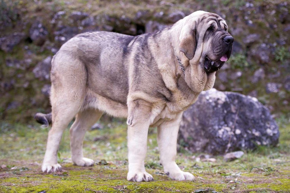 Spanish Mastiff Dog Breed Image 2