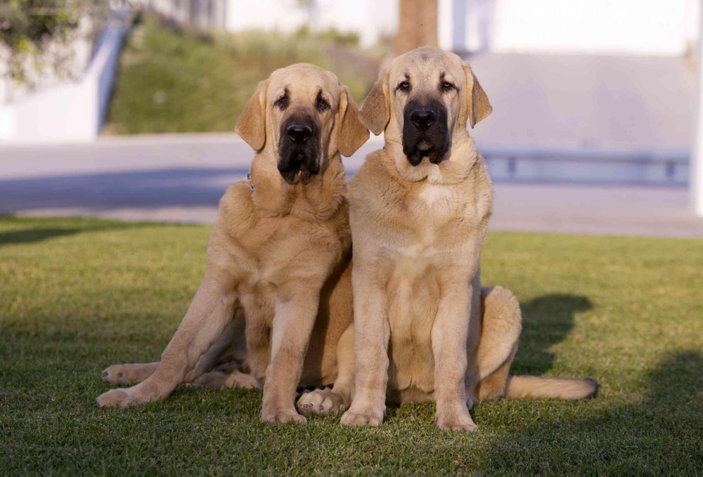 Spanish Mastiff Dog Breed Image 3