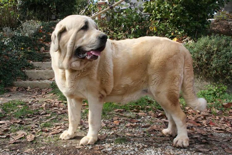 Spanish Mastiff Dog Breed Image 8