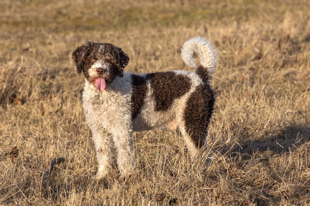 Spanish Water Dog Breed Image 1