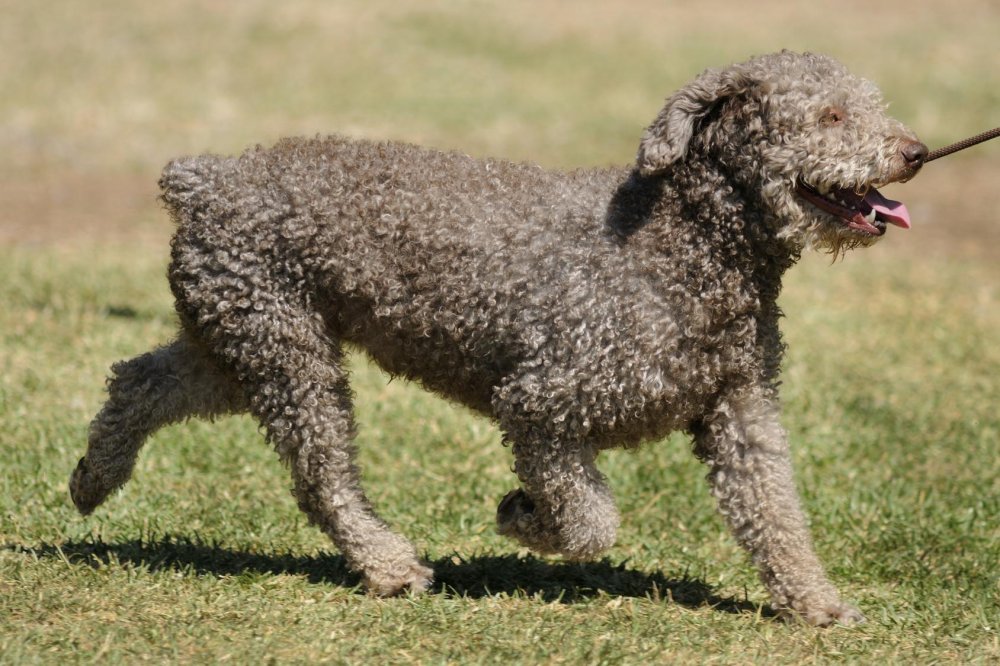 Spanish Water Dog Breed Image 10