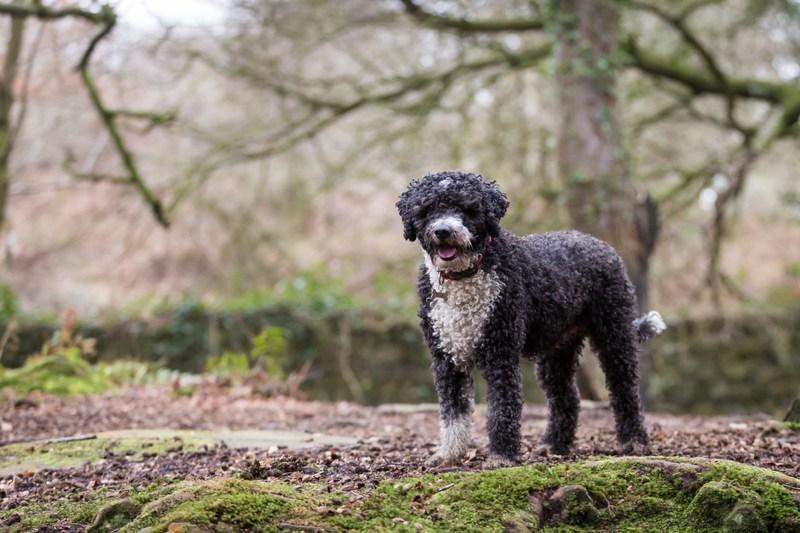 Spanish Water Dog Breed Image 11