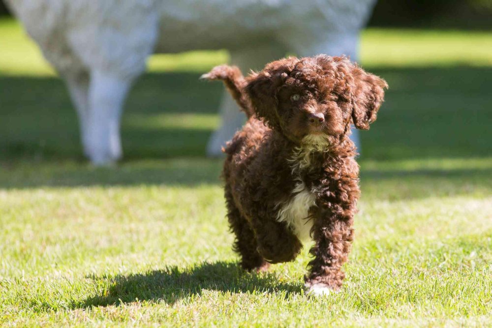 Spanish Water Dog Breed Image 12