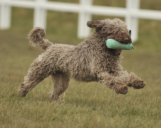 Spanish Water Dog Breed Image 15