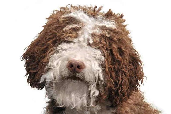 Spanish Water Dog Breed Image 19