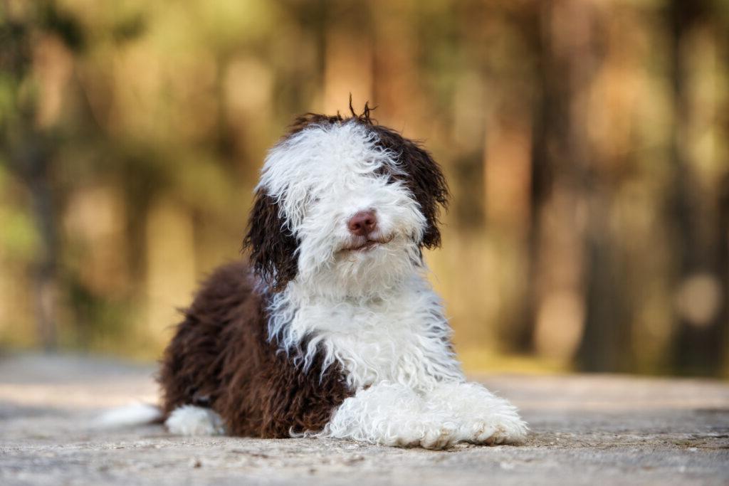 Spanish Water Dog Breed Image 4