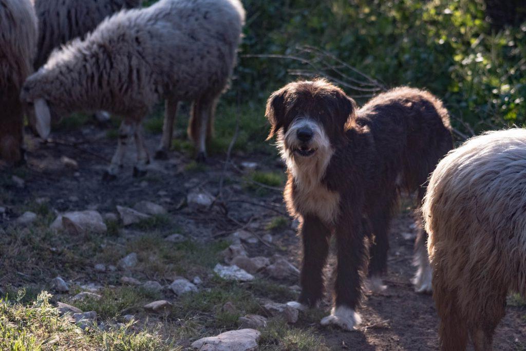 Spino degli Iblei Dog Breed Image 1