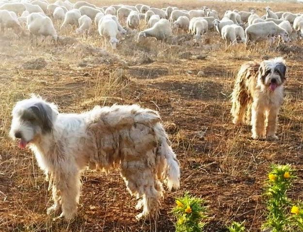 Spino degli Iblei Dog Breed Image 16