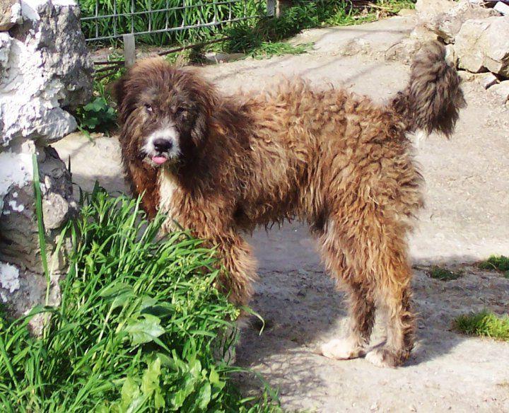 Spino degli Iblei Dog Breed Image 18