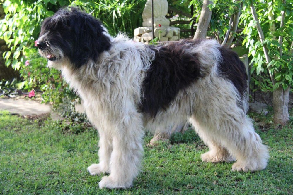 Spino degli Iblei Dog Breed Image 3