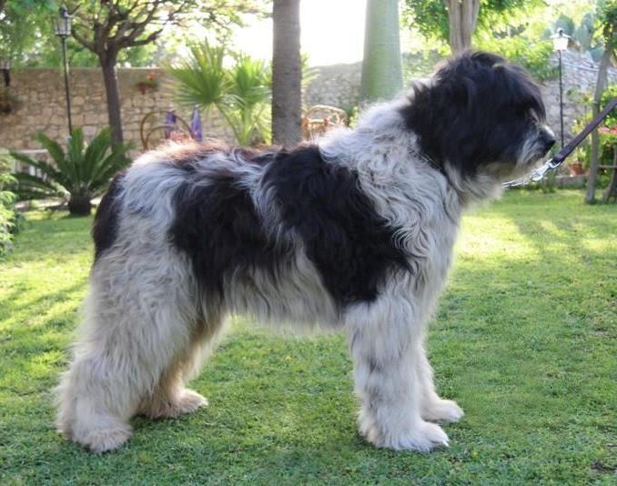 Spino degli Iblei Dog Breed Image 9