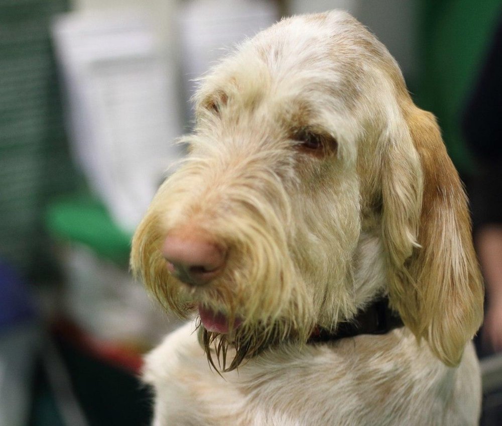 Spinone Italiano Dog Breed Image 12