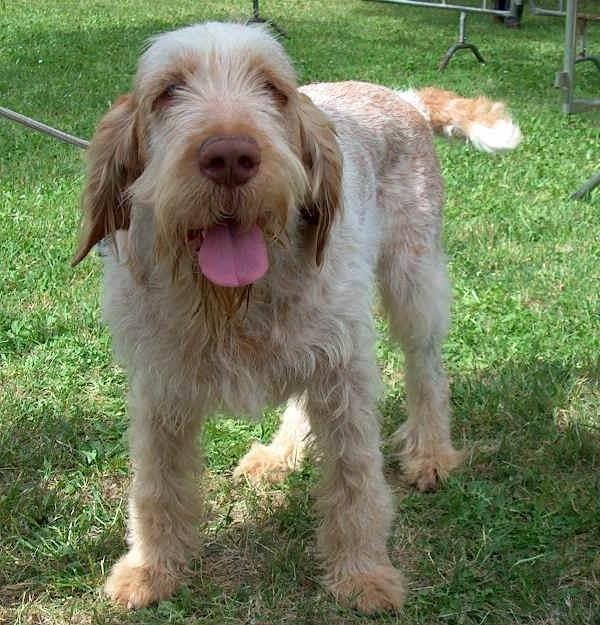 Spinone Italiano Dog Breed Image 16