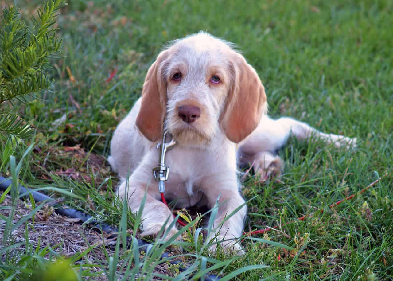 Spinone Italiano Dog Breed Image 18