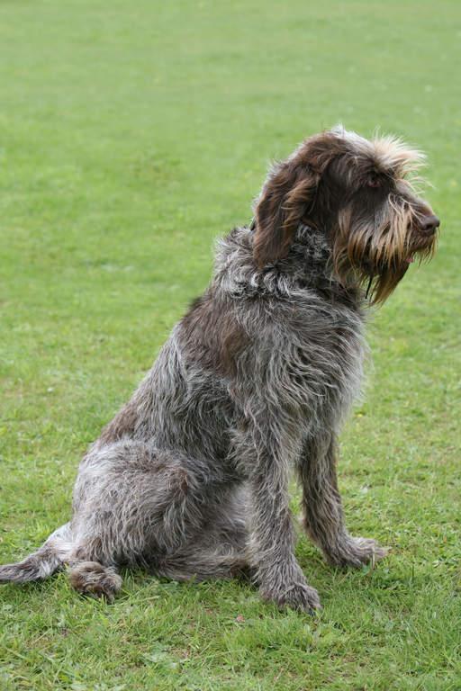 Spinone Italiano Dog Breed Image 19