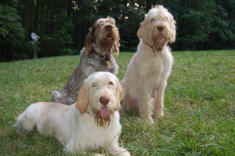 Spinone Italiano Dog Breed Image 3