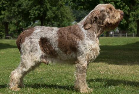 Spinone Italiano Dog Breed Image 4