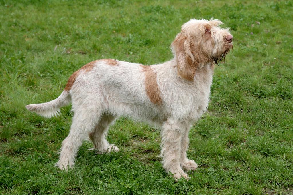 Spinone Italiano Dog Breed Image 5