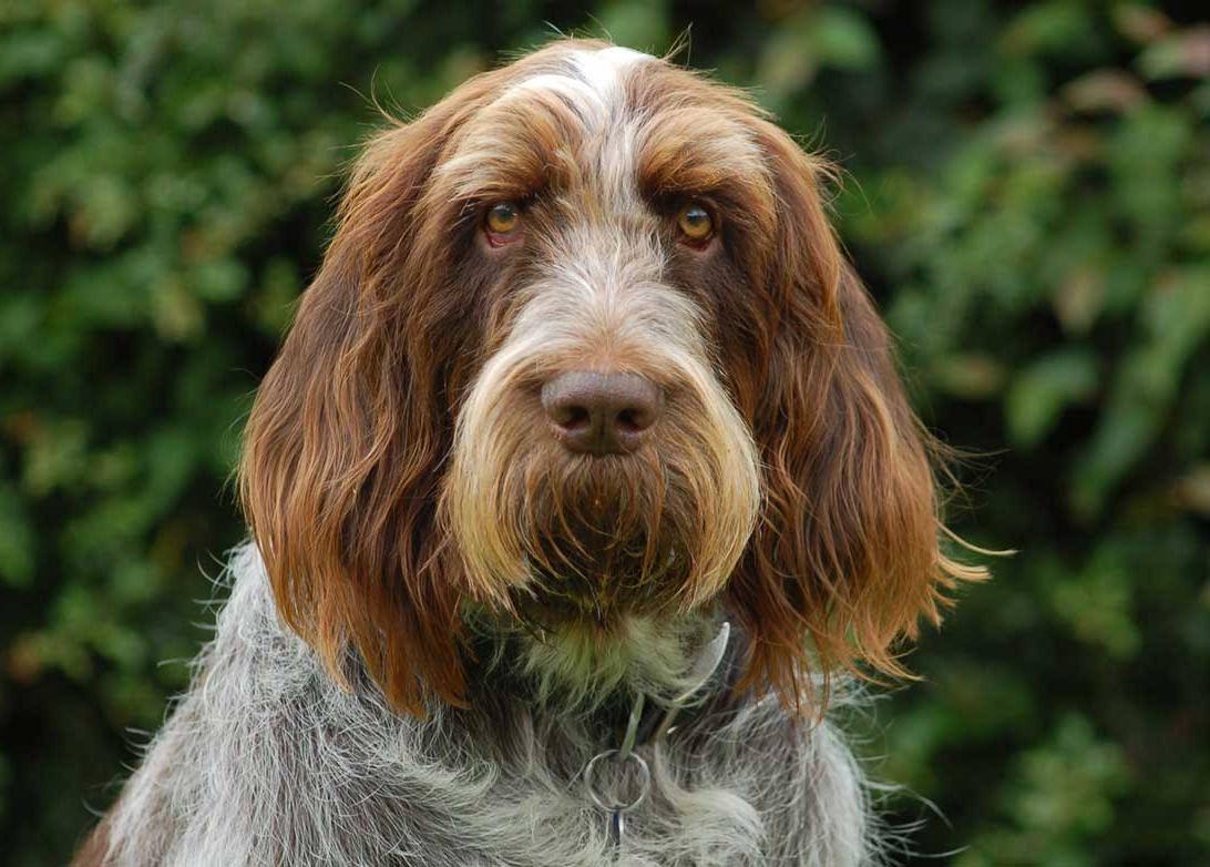 Spinone Italiano Dog Breed Image 7