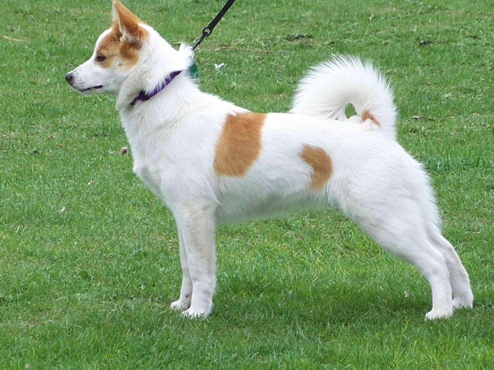 Spitz Type Dogs Image 16