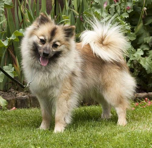 Spitz Type Dogs Image 17