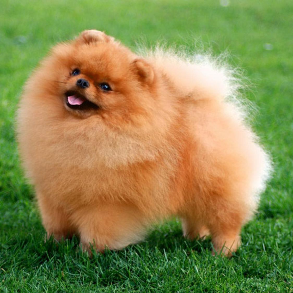 Spitz Type Dogs Image 18