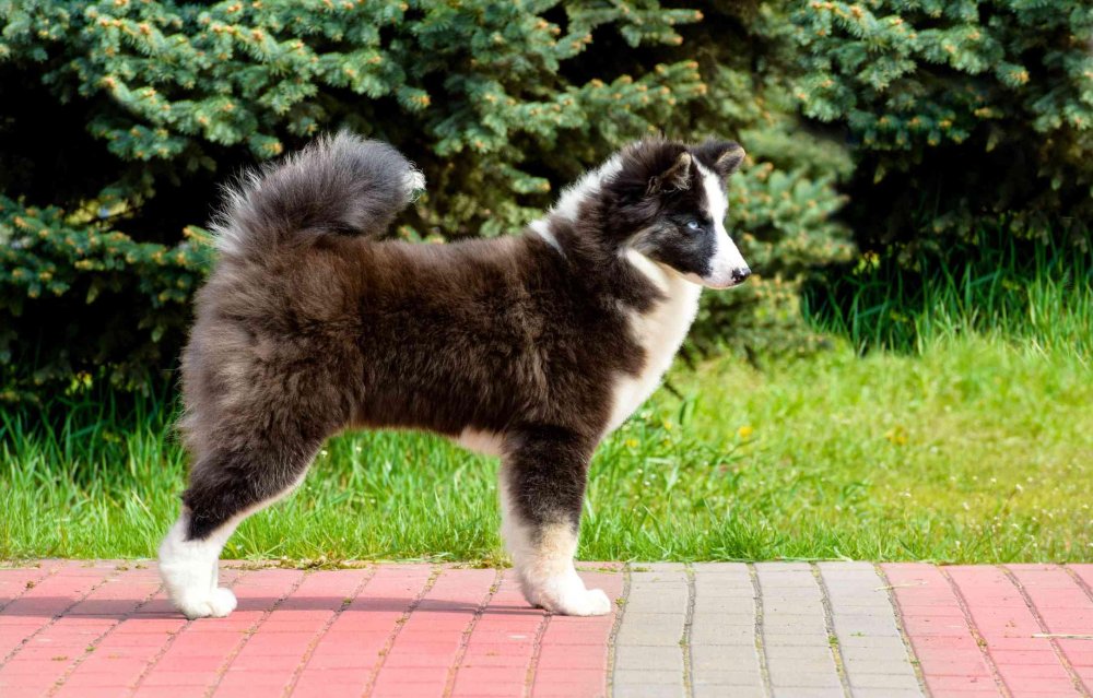 Spitz Type Dogs Image 20