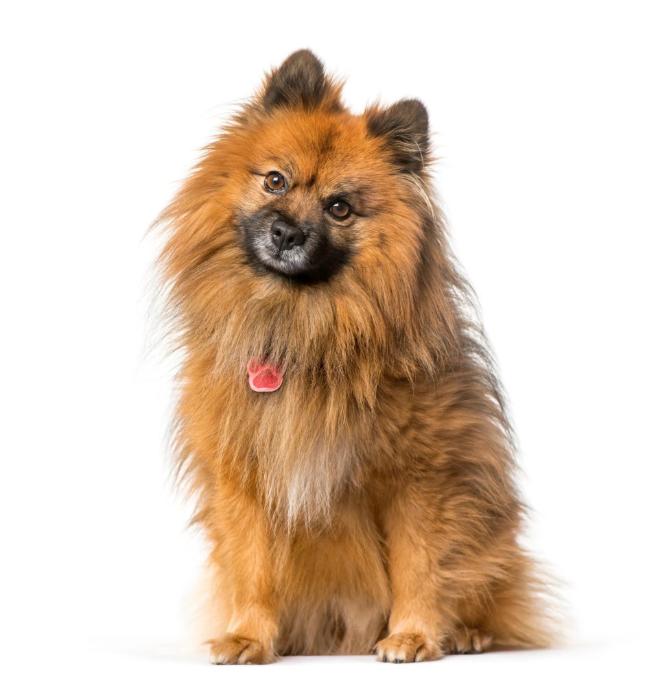 Spitz Type Dogs Image 5