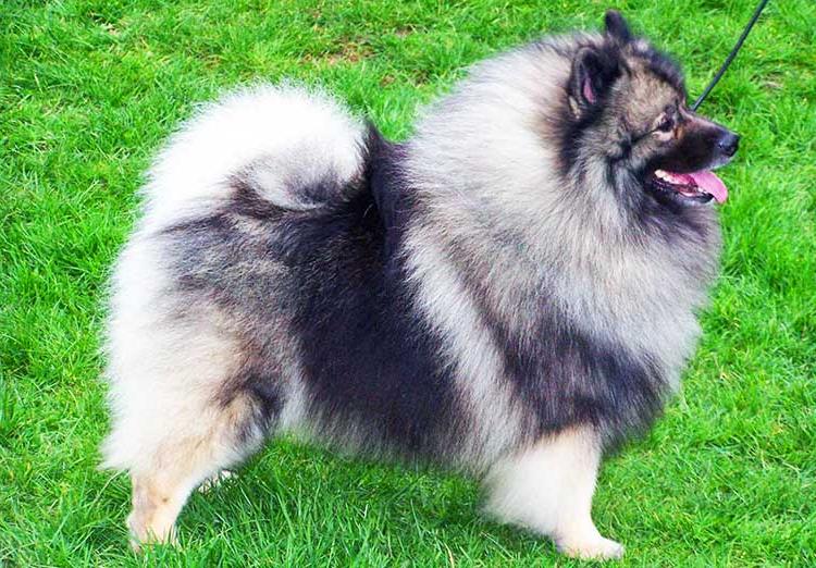 Spitz Type Dogs Image 6