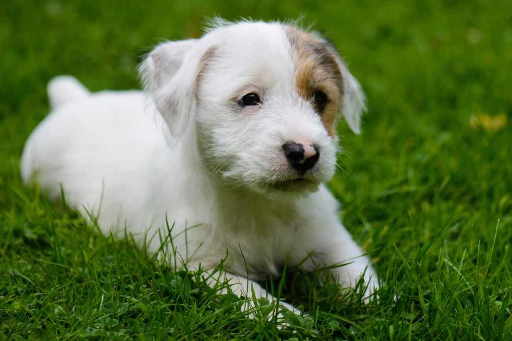 Sporting Lucas Terrier Dog Breed Image 1