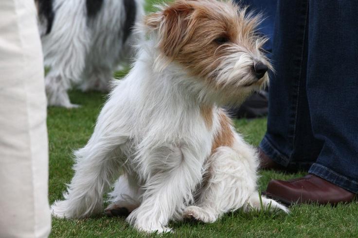 Sporting Lucas Terrier Dog Breed Image 12