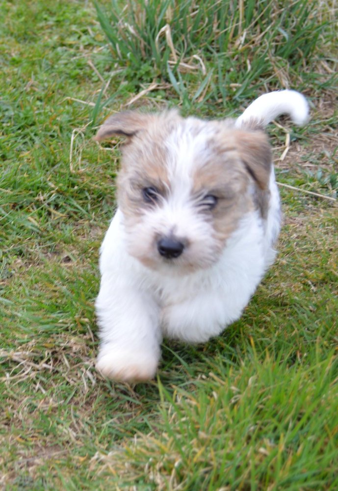 Sporting Lucas Terrier Dog Breed Image 13