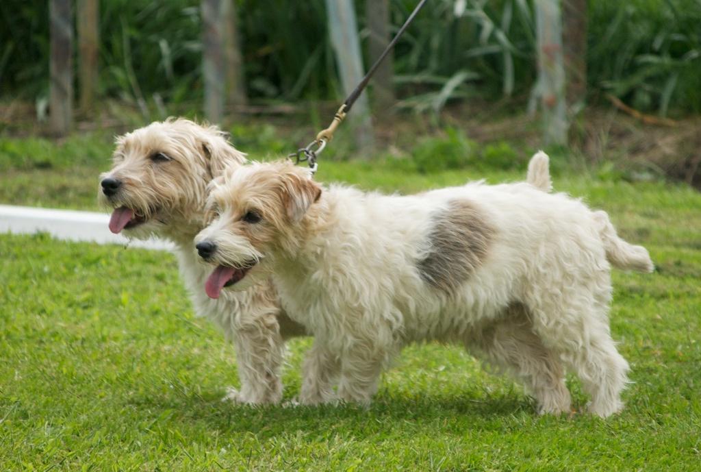 Sporting Lucas Terrier Dog Breed Image 9