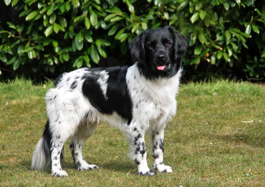 Stabyhoun - Stabij Dog Breed Image 1