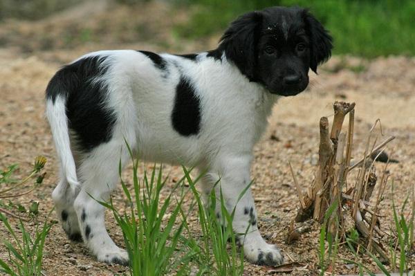 Stabyhoun - Stabij Dog Breed Image 16