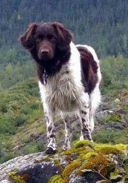 Stabyhoun - Stabij Dog Breed Image 7