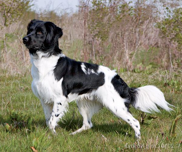 Stabyhoun - Stabij Dog Breed Image 8